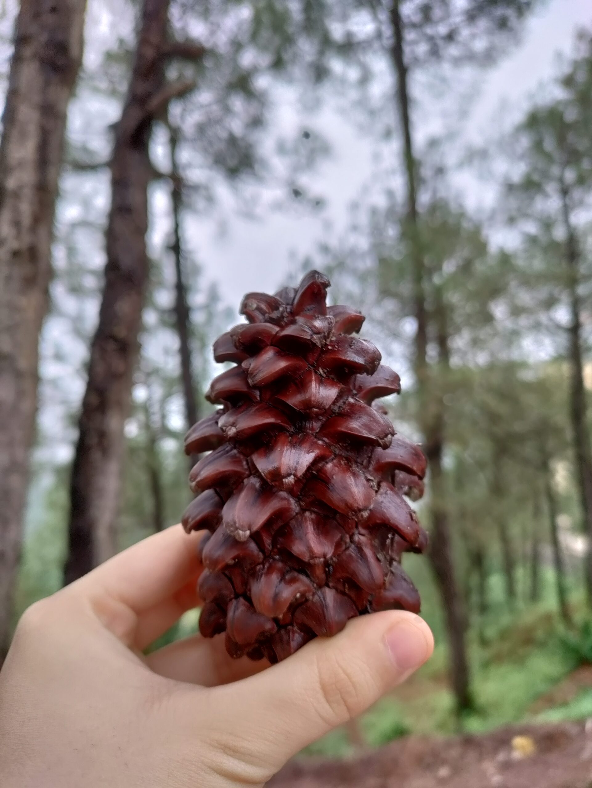 A Pine in the Monsoon Season
